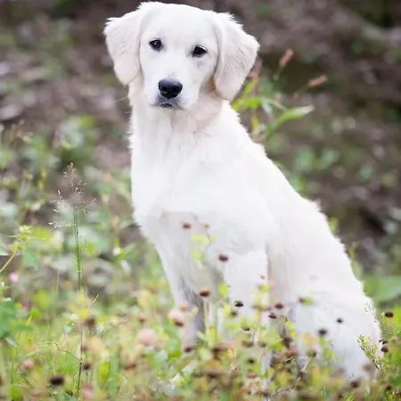 Πανδοχείο Oberwirt Gerlos
